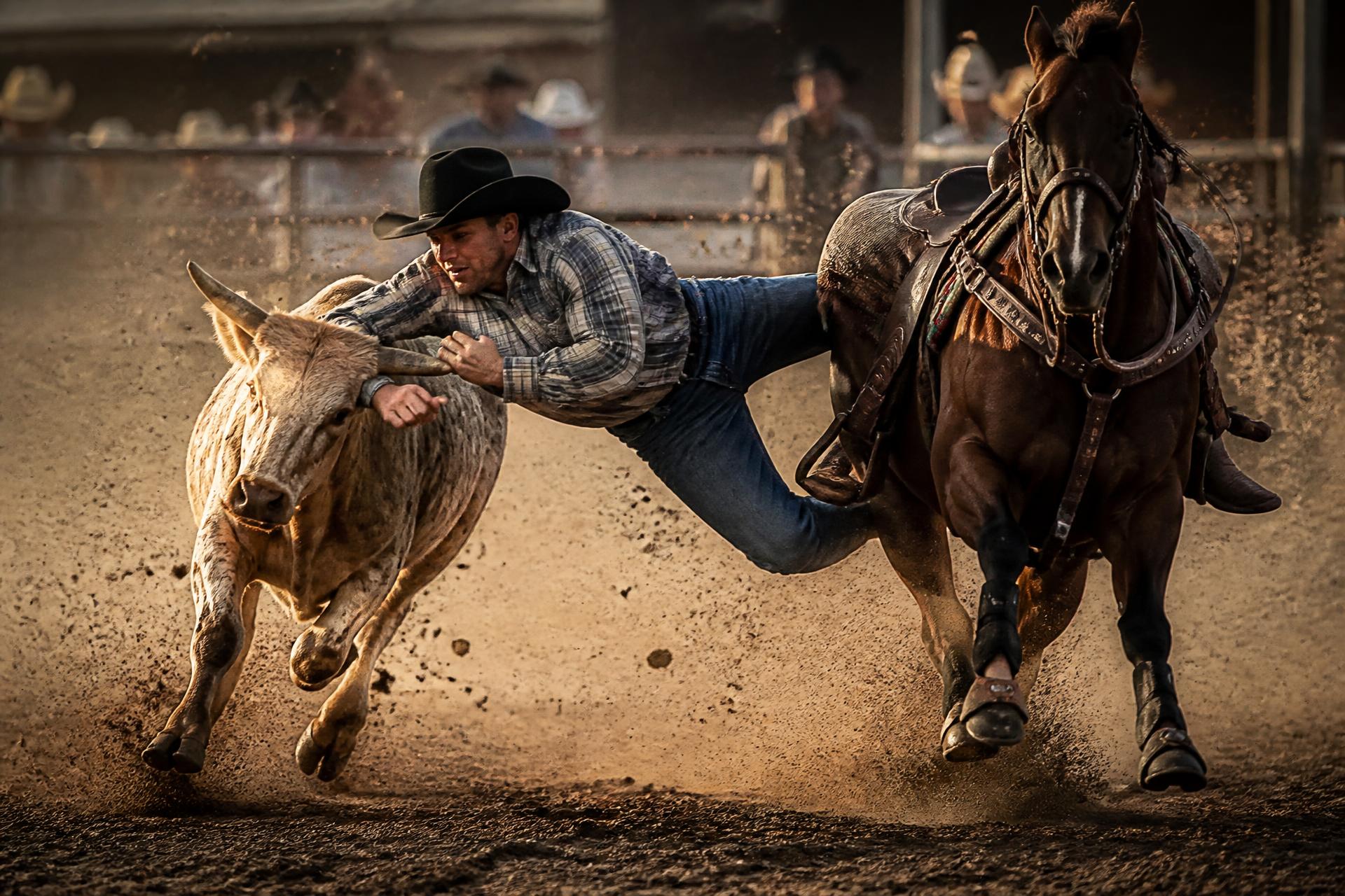 What Makes a Great Steer Wrestling Horse?